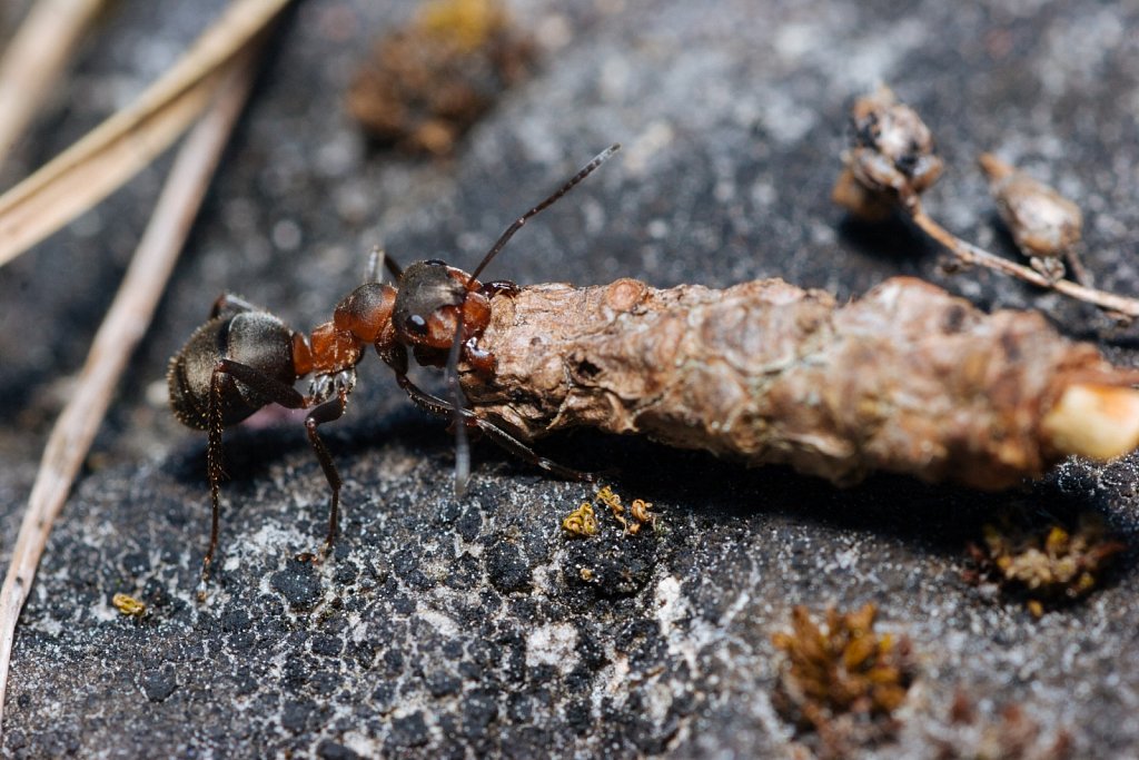 Töökas sipelgas